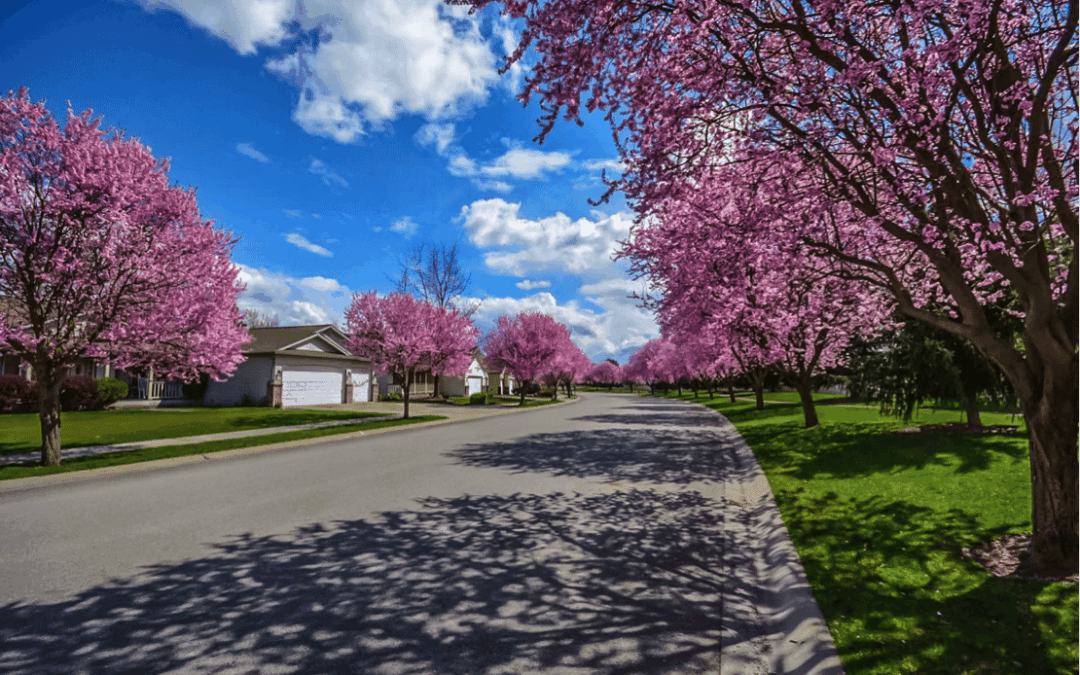 Suburban street with new houses and blossoming trees, typical of a house and land package development.